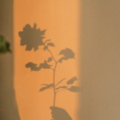 8868体育官方版最新版