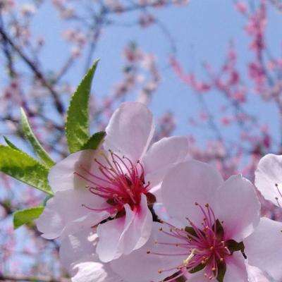 国内最大竞彩跟单APP